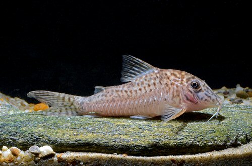 Corydoras sp. (CW175)