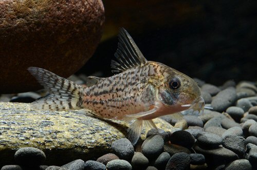 Corydoras sp. (CW181)