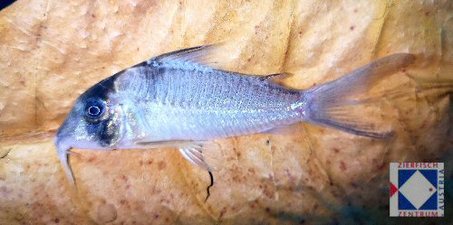 Corydoras sp. (CW195)