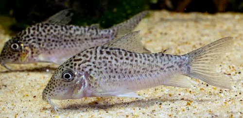 Corydoras sp. (CW209)