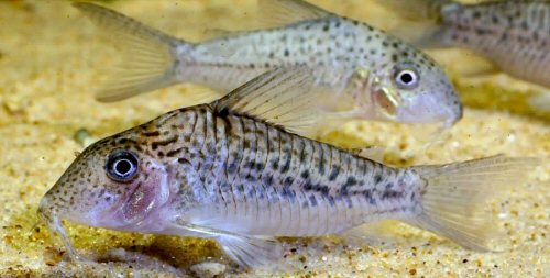 Corydoras sp. (CW209)