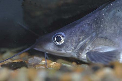 Cranoglanis bouderius = head view