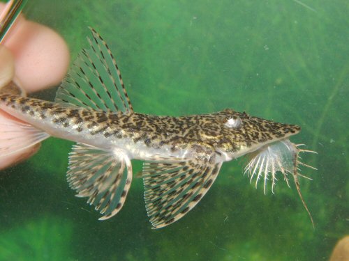 Rhadinoloricaria bahuaja = head view