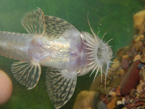 Rhadinoloricaria bahuaja = ventral view