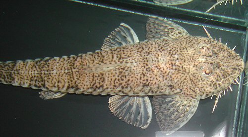 Crossoloricaria cephalaspis = dorsal view