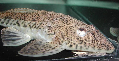 Crossoloricaria cephalaspis = head view