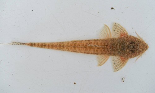 Crossoloricaria cephalaspis