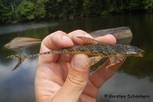 Cteniloricaria platystoma