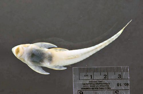 Cteniloricaria platystoma = ventral view