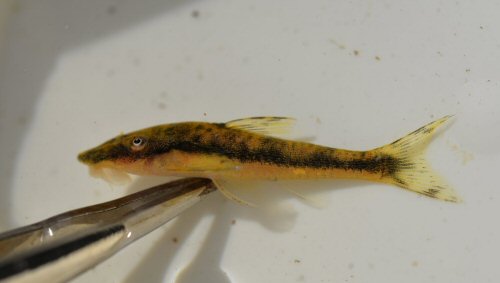 Curculionichthys karipuna - from the Oyapock