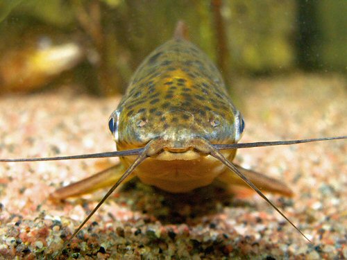 Dianema urostriatum = showing head profile