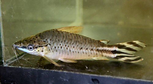 Dianema urostriatum - caudal fin pattern