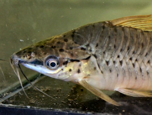 Dianema urostriatum  = close up of head