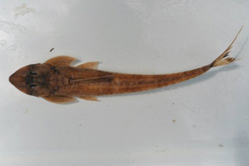 Dasyloricaria seminuda (now a synonym of D. filementosa)