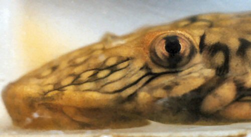 Dekeyseria scaphirhyncha = head view