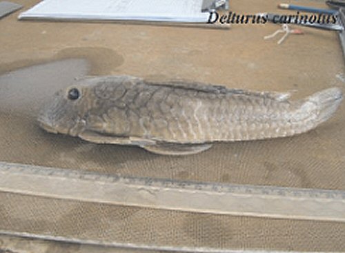 Delturus carinotus