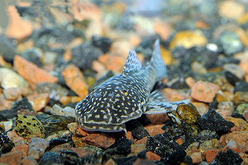 Delturus sp. (L238) = head view