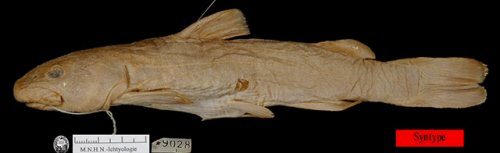 Diplomystes chilensis = Syntype specimen MNHN-IC-A-9028