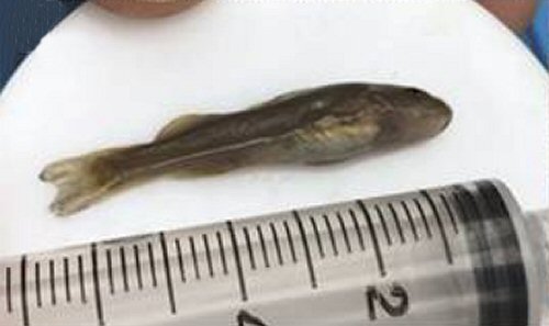 Diplomystes nahuelbutaensis = Juvenile-Collected in Laraquete 