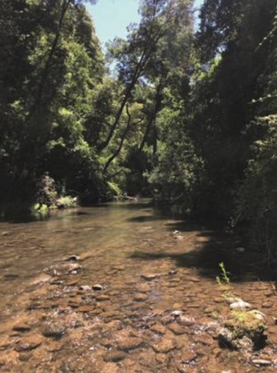 Diplomystes nahuelbutaensis = Habitat in the Cabrera River, Carampangue Basin 