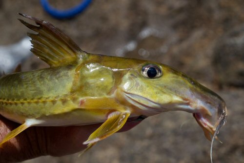 Doras carinatus - head view - from the Oyapock