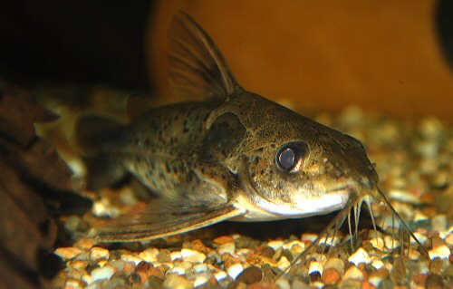 Ossancora punctata = head view