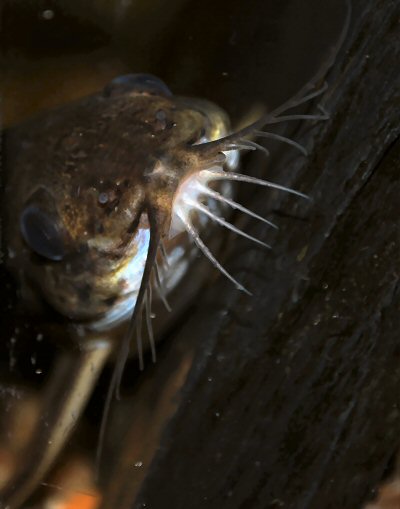 Ossancora punctata = view of barbels