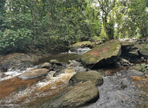 Doumea chappuis = A minor tributary of the New Cess Riveri