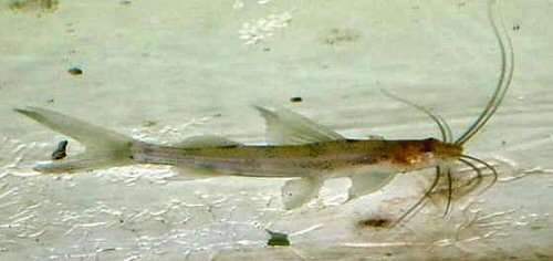 Duopalatinus peruanus = juvenile