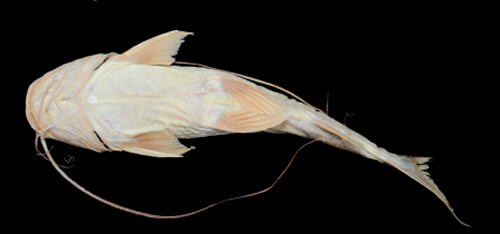 Duopalatinus peruanus = Ventral view-Manuripi River, Puerto Cárdenas, Orthon sub-basin, Amazon Basin