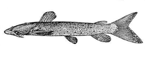 Euchilichthys guentheri