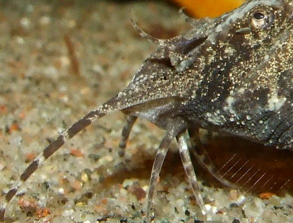 Erethistes pusillus = Close up of barbel arrangements 