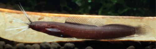 Encheloclarias curtisoma = From the locality Ayer Hitam (Johor, Peninsular Malaysia)