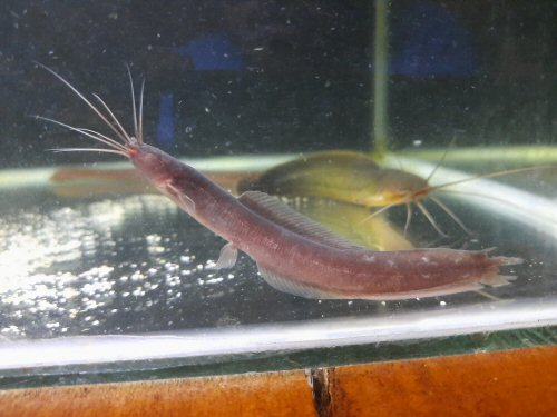 Encheloclarias velatus = Riau, Indonesia