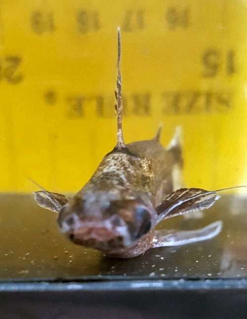 Entomocorus gameroi = head view