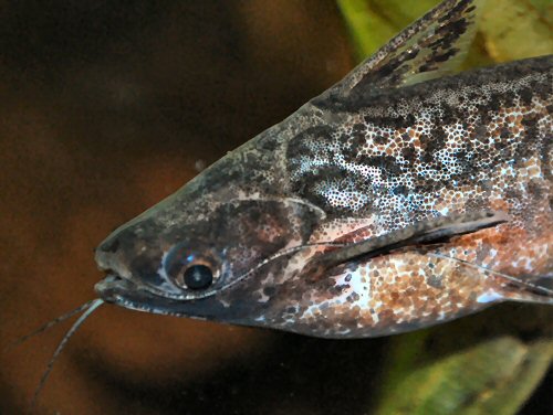 Entomocorus gameroi = close up of the head area