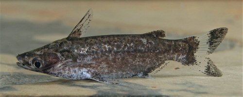 Entomocorus radiosus