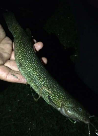 Eremophilus mutisii  = Vía a Subachoque-Tabio, Tenjo, Cundinamarca, Colombia