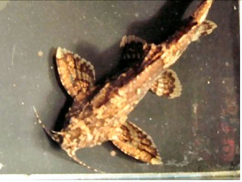 Erethistes longissimus = dorsal view