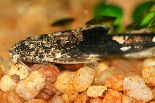 Erethistoides infuscatus = head view