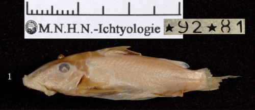 Euchilichthys dybowskii = Central African Republic