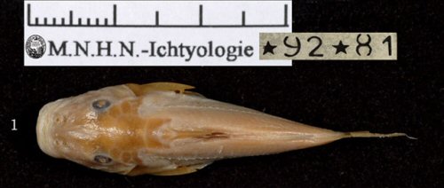 Euchilichthys dybowskii = Dorsal view-Central African Republic