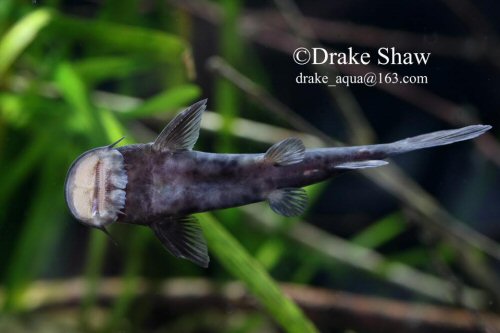 Euchilichthys guentheri = ventral view