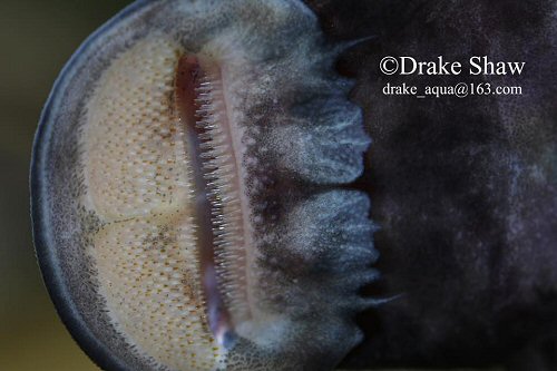 Euchilichthys guentheri = view of mouth