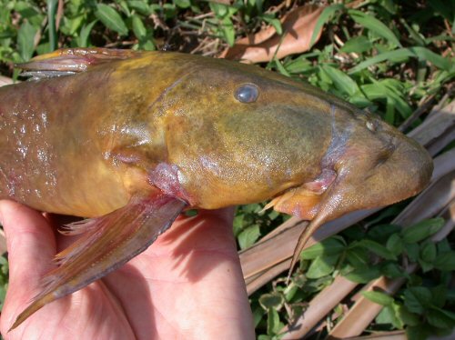 Euchilichthys royauxi = Head view-Collected in Central African Republic