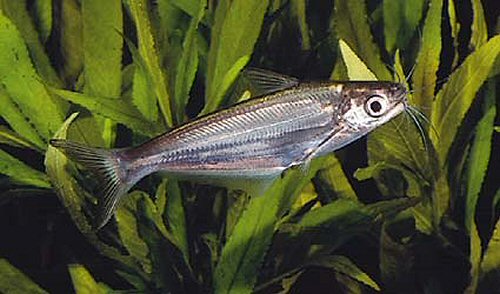 Eutropiichthys britzi