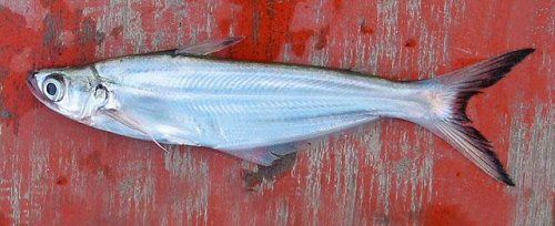 Eutropiichthys burmannicus