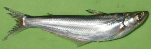 Eutropiichthys vacha