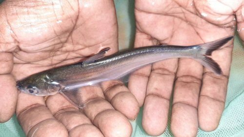 Eutropiichthys vacha