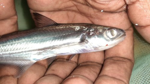 Eutropiichthys vacha = head view